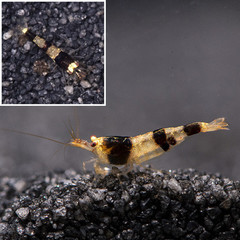 Products tagged with black bee shrimp