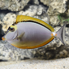 Products tagged with marine fish for aquariums