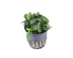 Tropica
