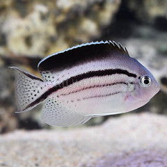 Products tagged with angel fish that are reef safe