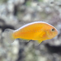 Products tagged with saltwater aquariums