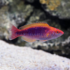 Products tagged with Lubbock's Fairy Wrasse