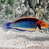 Solorensis Fairy Wrasse ( Cirrhilabrus solorensis  )
