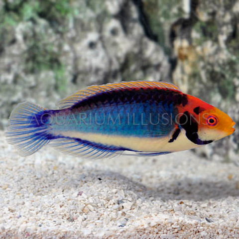 Solorensis Fairy Wrasse ( Cirrhilabrus solorensis  )