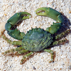 Products tagged with how big does an emerald crab get