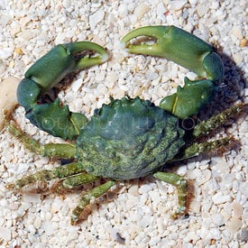  Emerald Crab