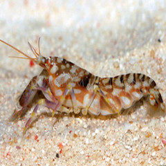 Products tagged with marine shrimp