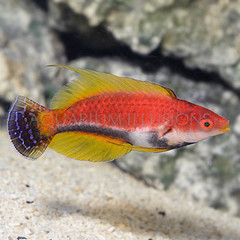 Products tagged with marine fish for saltwater aquariums
