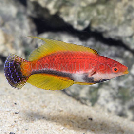  Whip Fin Fairy Wrasse