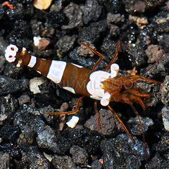 Products tagged with invertebrate