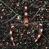 Coral Banded Shrimp