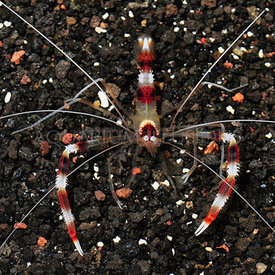  Coral Banded Shrimp