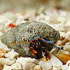 Electric Blue Leg Hermit Crab