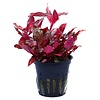 Alternanthera reineckii Rosanervig 2-3" pot