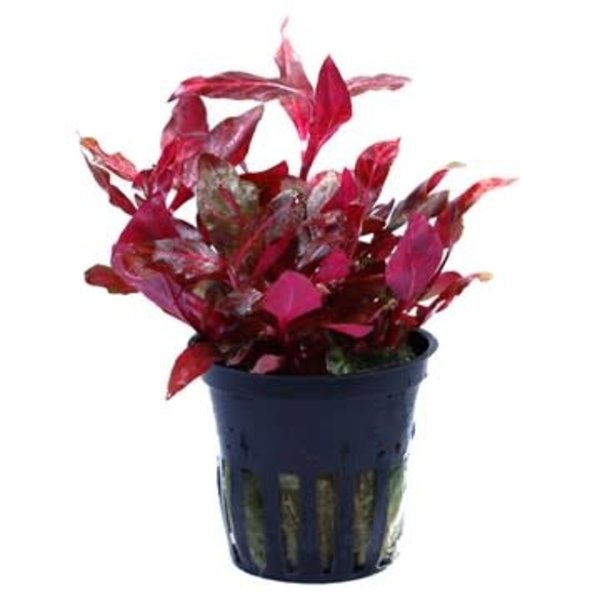 Tropica Alternanthera reineckii Rosanervig 2-3" pot