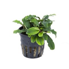 Tropica