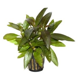 Tropica Hygrophila 'Siamensis' 2-3" potted