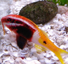 Products tagged with biocolor fish