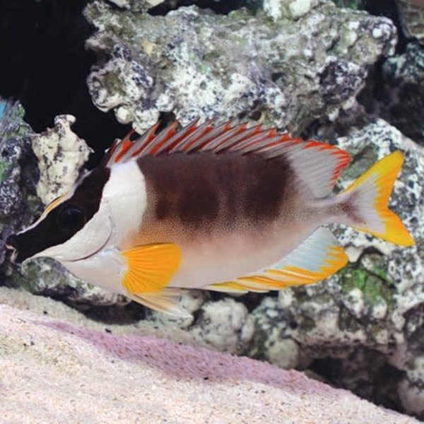  Magnificent Foxface ( Siganus magnifica )