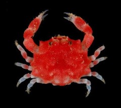 Products tagged with marine crabs