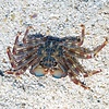 Sally Lightfoot Crab