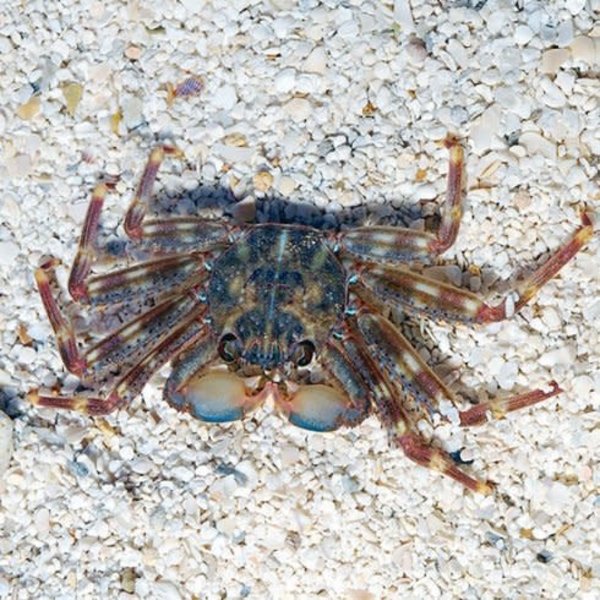  Sally Lightfoot Crab