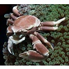 Porcelain  Crab