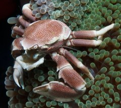 Products tagged with where to buy crabs