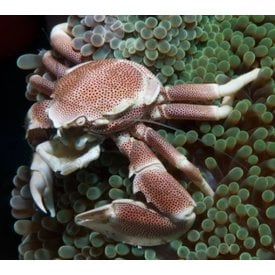  Porcelain  Crab