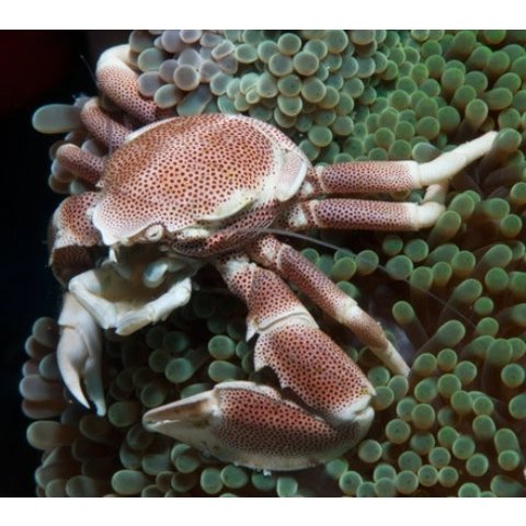 Porcelain  Crab