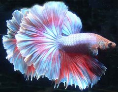 Products tagged with half moon betta fish behavior