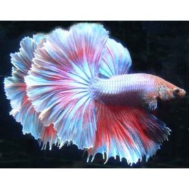  Halfmoon Betta, A Grade