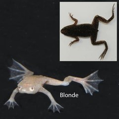 Products tagged with dwarf frog