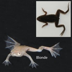 Products tagged with what do dwarf frogs eat