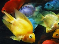 Products tagged with freshwater fish
