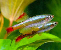 Products tagged with minnow fish