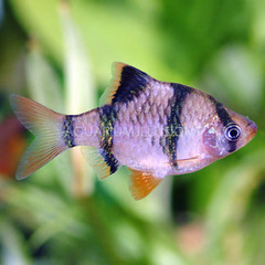 Products tagged with how big do tiger barbs get