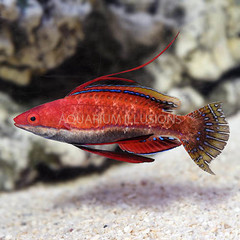 Products tagged with fish