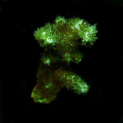 Products tagged with Corals & Frags