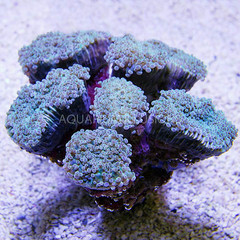 Products tagged with Coral & Frags