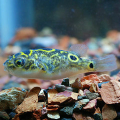 Products tagged with freshwater puffer fish