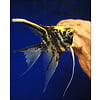 Freshwater Angelfish Assorted