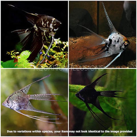 Freshwater Angelfish Assorted