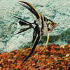 Freshwater Angelfish Assorted