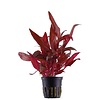 Alternanthera reineckii Pink 2-3" potted