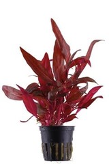 Tropica