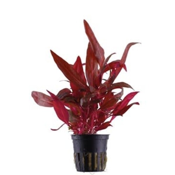 Tropica Alternanthera reineckii Pink 2-3" potted