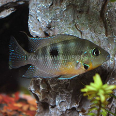 Products tagged with Firemouth Cichlid