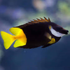Bicolor Foxface (Siganus uspi)