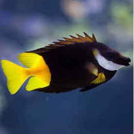  Bicolor Foxface (Siganus uspi)